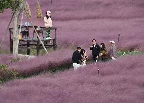 Pink Grass Tour in Handan