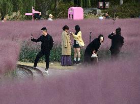 Pink Grass Tour in Handan