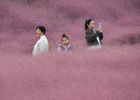 Pink Grass Tour in Handan