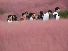 Pink Grass Tour in Handan