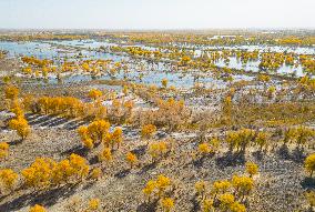 Blooming Poplar Forests in Weili