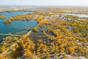 Blooming Poplar Forests in Weili