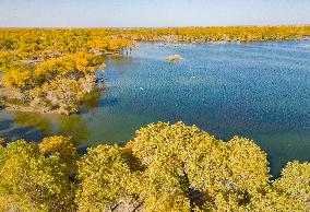 Blooming Poplar Forests in Weili