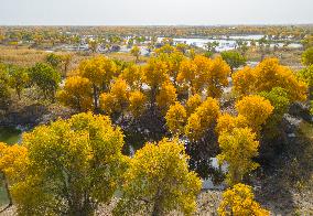 Blooming Poplar Forests in Weili