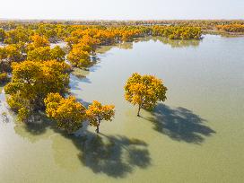 Blooming Poplar Forests in Weili