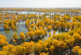 Blooming Poplar Forests in Weili