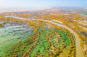 Blooming Poplar Forests in Weili