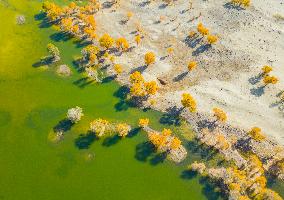 Blooming Poplar Forests in Weili