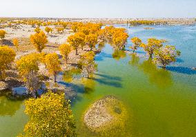 Blooming Poplar Forests in Weili