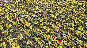 Chrysanthemum Harvest - China