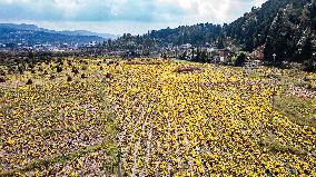 Chrysanthemum Harvest - China