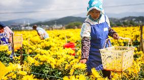 Chrysanthemum Harvest - China