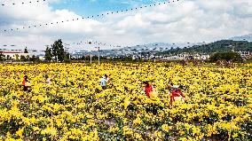 Chrysanthemum Harvest - China