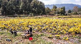 Chrysanthemum Harvest - China