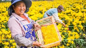 Chrysanthemum Harvest - China