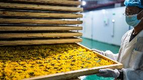 Chrysanthemum Harvest - China