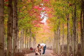 Autumn Scenery - China