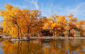 Autumn Scenery - China