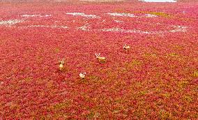 Autumn Scenery - China