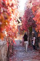 Autumn Scenery - China