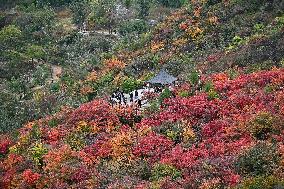 Autumn Scenery - China