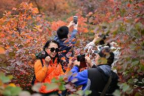 Autumn Scenery - China