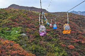 Autumn Scenery - China