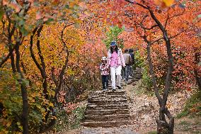 Autumn Scenery - China