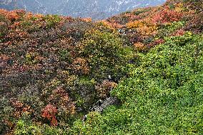 Autumn Scenery - China