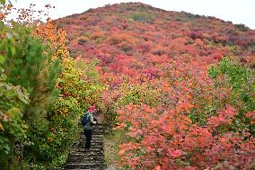 Autumn Scenery - China