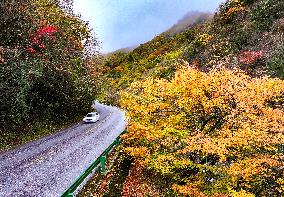 Shennongjia Forestry District