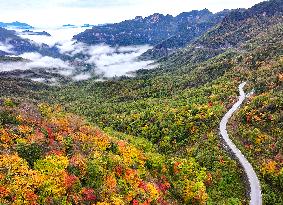 Shennongjia Forestry District