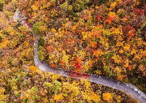 Shennongjia Forestry District