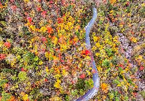 Shennongjia Forestry District