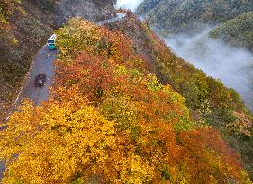 Shennongjia Forestry District