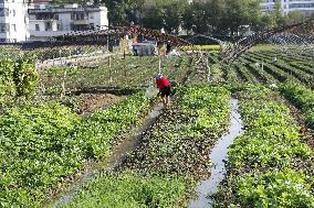 Farmer Field