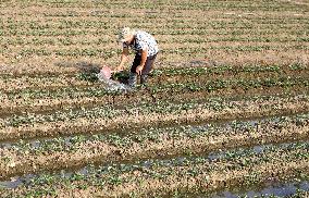 Farmer Field