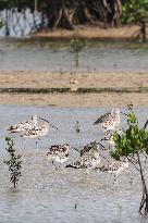 Hainan Mangrove Migrant Birds - China