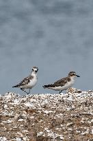 Hainan Mangrove Migrant Birds - China