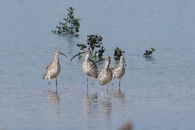 Hainan Mangrove Migrant Birds - China