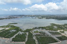 Hainan Mangrove Migrant Birds - China