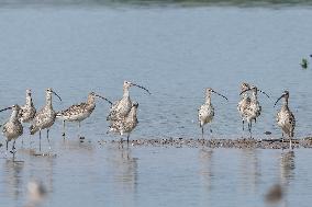 Hainan Mangrove Migrant Birds - China