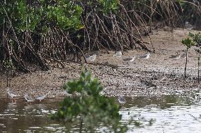 Hainan Mangrove Migrant Birds - China