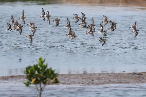 Hainan Mangrove Migrant Birds - China