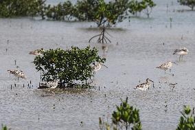 Hainan Mangrove Migrant Birds - China