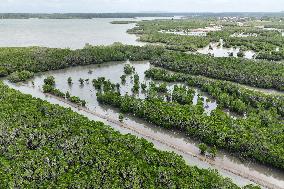 Hainan Mangrove Migrant Birds - China