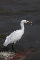 Egrets In Nepal Prey On Sewage Flowing River