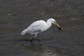 Egrets In Nepal Prey On Sewage Flowing River