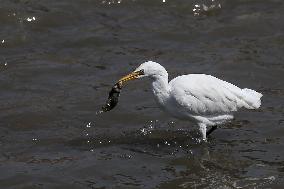 Egrets In Nepal Prey On Sewage Flowing River