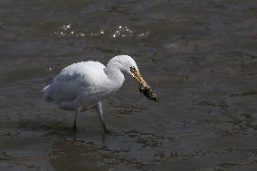 Egrets In Nepal Prey On Sewage Flowing River